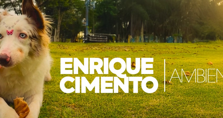 O que é Enriquecimento Ambiental para cães e gatos?