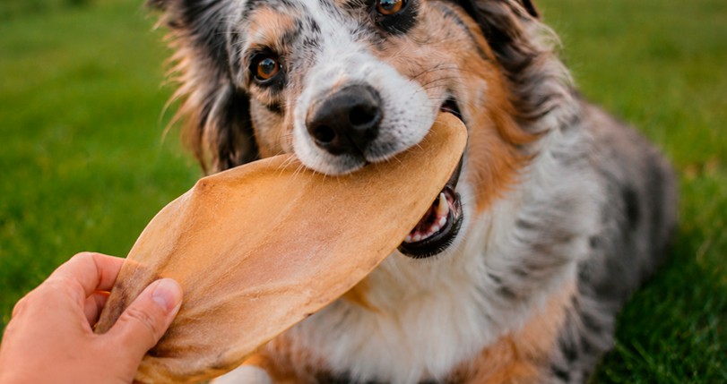 Alimento novo na rotina do cachorro: por que a adaptação precisa ser gradual?